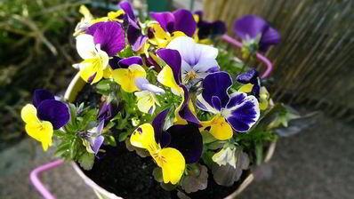 тарт с ревенем и сливочным кремом